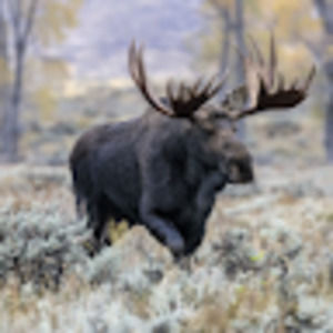 Meet your Posher, Nick